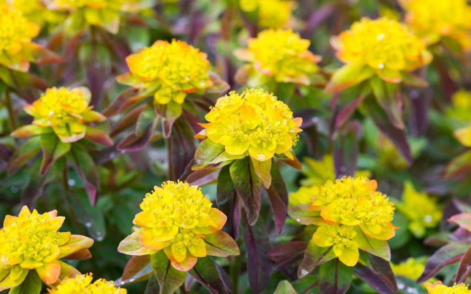 Euphorbia epithymoides - GAP Photos/Fiona McLeod