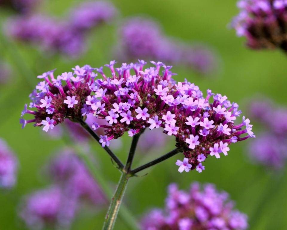 8. Verbena