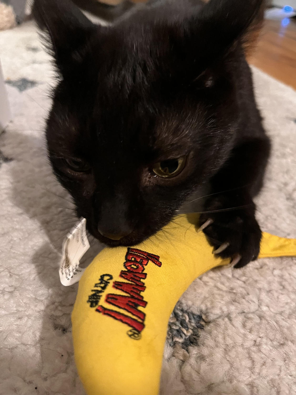 Cat plating with Yeowww! Yellow Banana Catnip Toy (Courtesy Lauren Swanson)