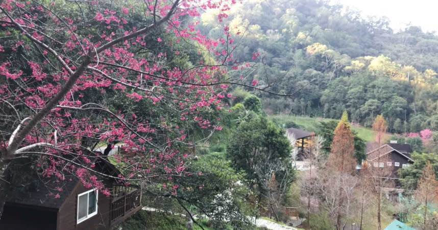 野漾莊園櫻花盛開，隱身於落羽松森林裡的樹屋，散發神祕靜謐，就吸引周杰倫來此為兒子辦慶生會。（圖／李蕙璇攝）