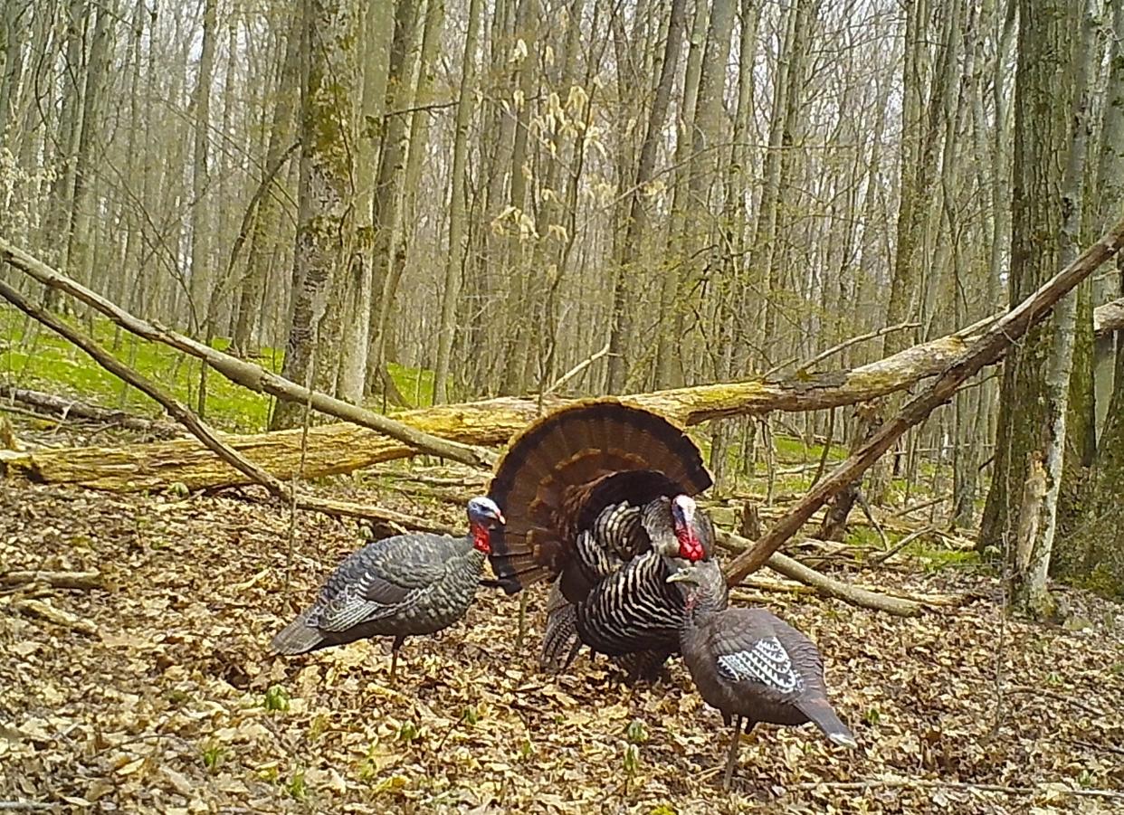 A tom turkey in full display for a hen and jake decoy setup