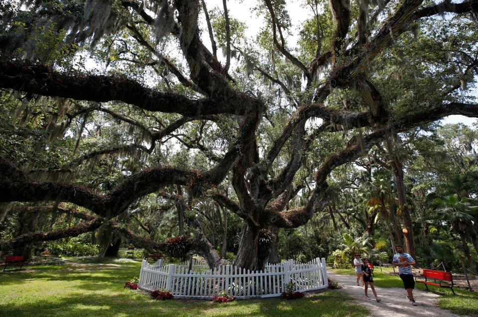 The signature live oak tree at Sugar Mill Gardens in Port Orange.