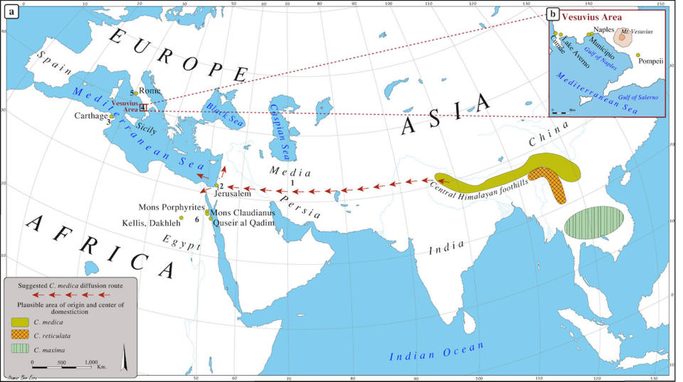 This map shows the likely origin and spread of citrus fruits from Southeast Asia to the Mediterranean region. <cite>Dafna Langgut/HortScience 2017</cite>