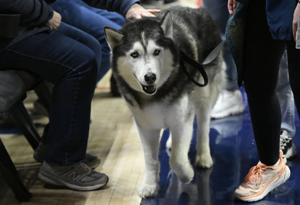 UConn mascot Jonathan the Husky returns to the court since recovering an undisclosed veterinary procedure, during an NCAA college basketball game between UConn and Creighton on Wednesday, Feb. 15, 2023, in Storrs, Conn. (AP Photo/Jessica Hill)