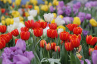 <p>Die Tulpe ist eine traditionell neutrale Blume, die in ihren vielen frischen Farben in allererster Linie für gute Laune und den Frühling steht. Werden Tulpen als Ausdruck der Zuneigung verschenkt, gilt: Je dunkler die Farbe der Blüten, desto stärker das Gefühl. (Bild: Getty Images) </p>