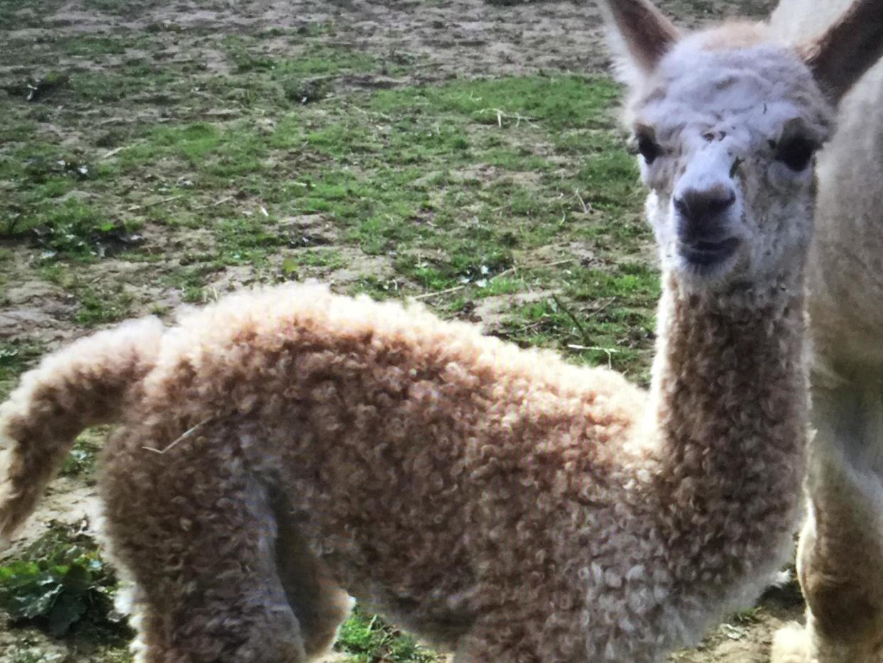 Pleasance was one of the three alpacas found beaten to death on a farm in Buckinhamshire: RSPCA