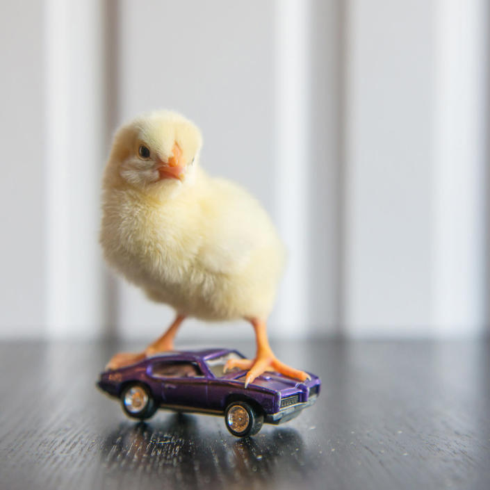 <p>A chick stands on a sports car. (Photos: Alexandra C. Daley-Clark/sillychickens.com) </p>