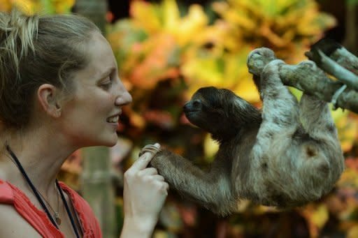 En un espeso bosque tropical atravesado por un río de aguas cristalinas, los tiernos pero poco conocidos perezosos tienen un santuario en el Caribe de Costa Rica, uno de los pocos centros de investigación del mundo especializados en este misterioso animal. (AFP | rodrigo arangua)