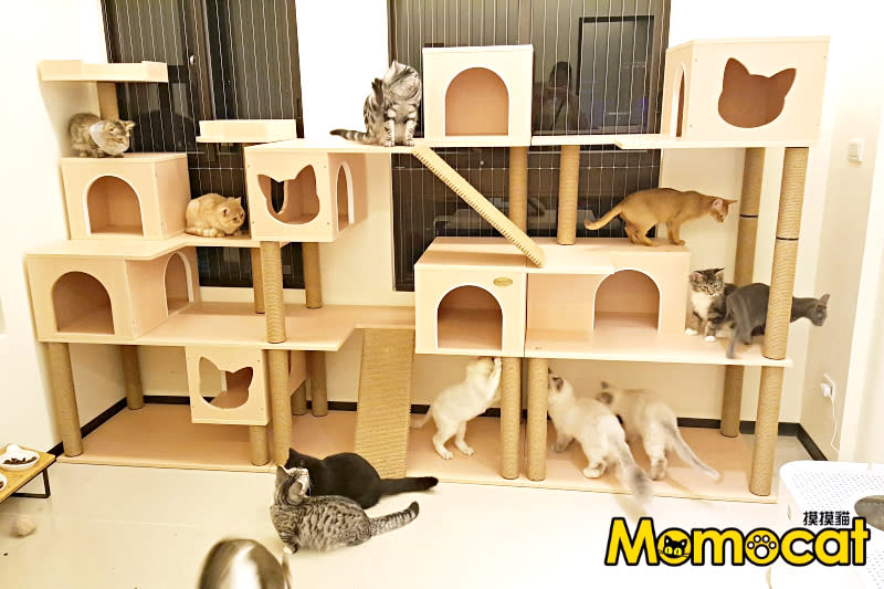 客製化居家空間貓跳台，圖片由Momocat摸摸貓提供