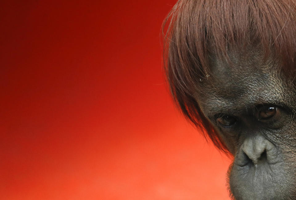 Sandra, a 33-year-old orangutan, stands in her enclosure at the former city zoo now known as Eco Parque, in Buenos Aires, Argentina, on Sept. 16, 2019. Sandra's solitary life took a turn when she left Buenos Aires for her new home at the Center for Great Apes in central Florida, United States. There, she joined other orangutans and chimpanzees rescued or retired from circuses, stage shows and the exotic pet trade. (AP Photo/Natacha Pisarenko)