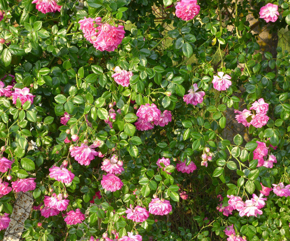 Pink rambling roses