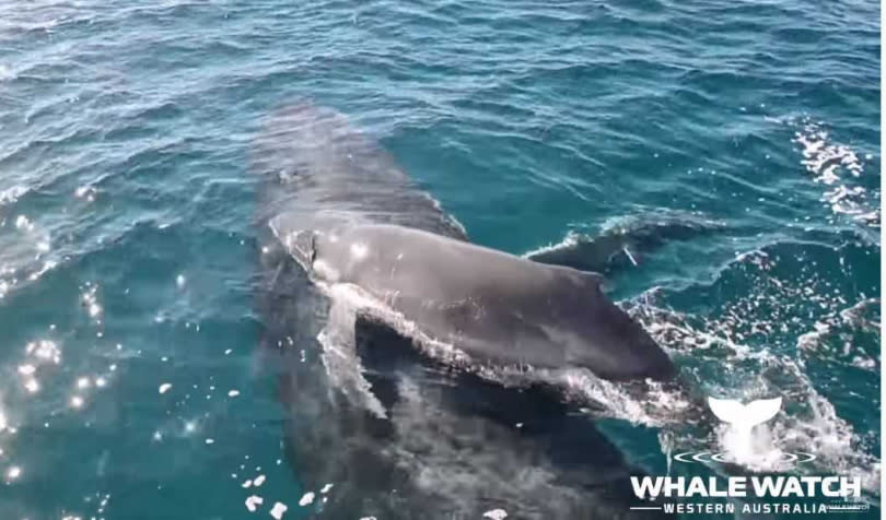 （圖／Whale Watch Western Australia YouTube）