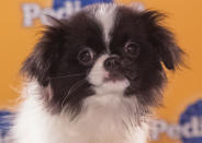 Nala, an 8-week-old Japanese chin, is described as "sweet and sassy," but she can also be very fierce with her brother Simba. (Photo by Keith Barraclough/DCL)