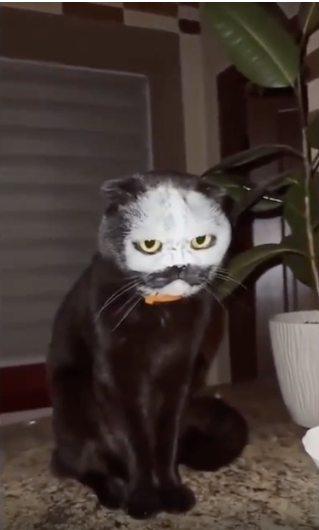 A cat with flour on its face