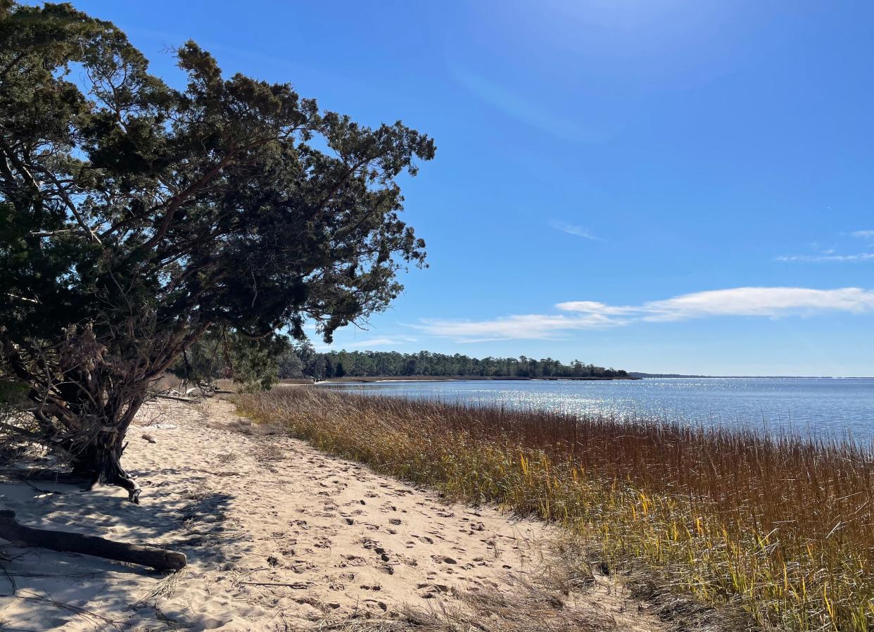 Carolina Beach State Park is mentioned in a new hiking guide to North Carolina State Parks. STARNEWS FILE