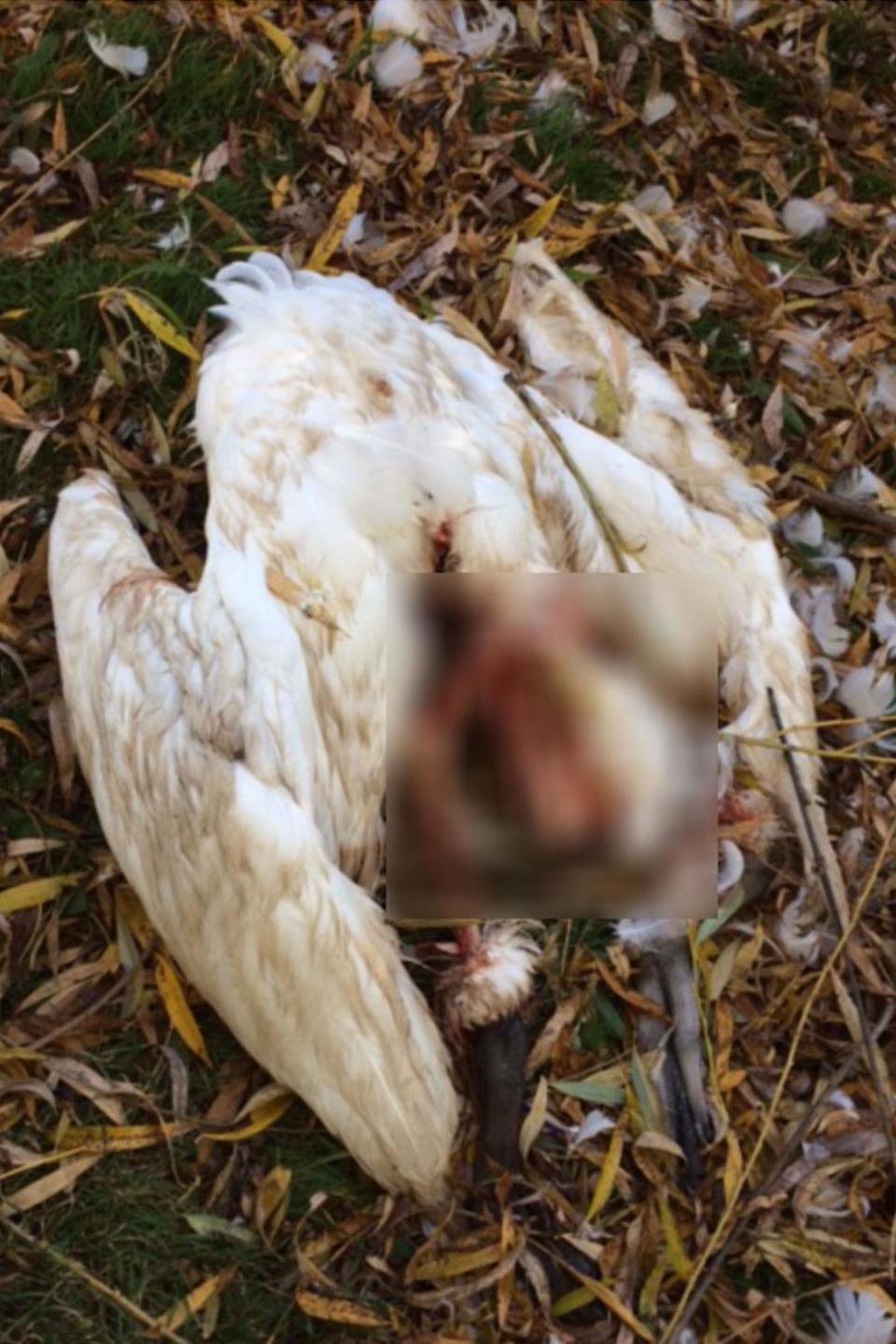 The RSPCA made the grisly discovery at Southmere Lake. (RSPCA)