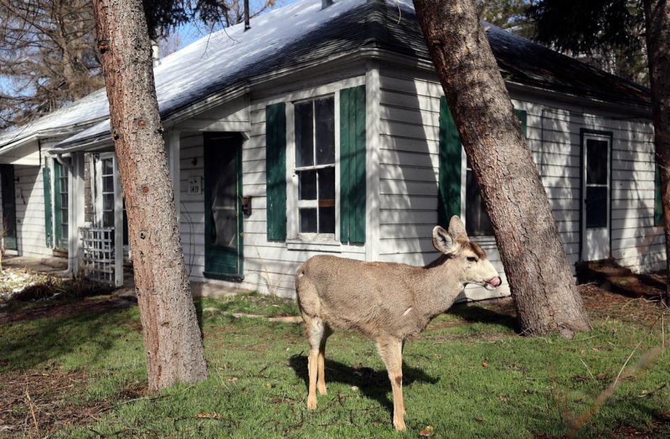 A deer grazes on grass in Allen Park in Salt Lake City on Tuesday. The homes were constructed by the Allen family between 1931 and the 1960s. 