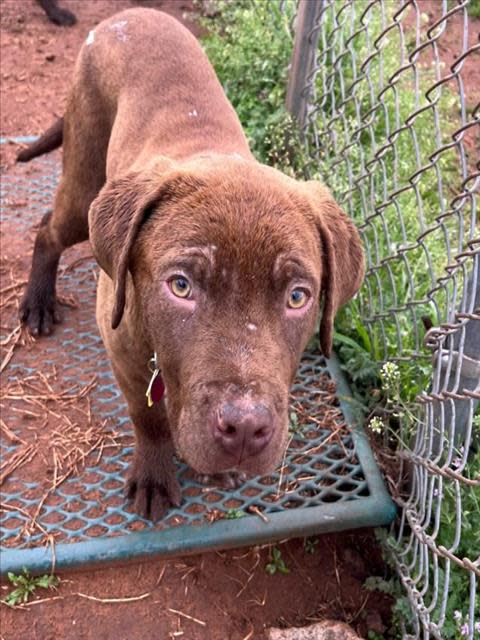 Captain Crunch is a male, 4-month-old Labrador retriever and mastiff at the Oklahoma City Animal Shelter.