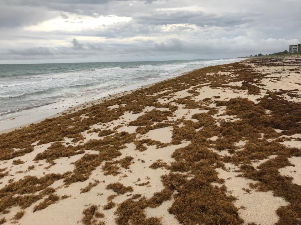 Sargassum seaweed on south-facing shoreline at Pepper Park Beachside, 3302 North State Road A1A, Fort Pierce on Wednesday May 24, 2023 just before 6 p.m.