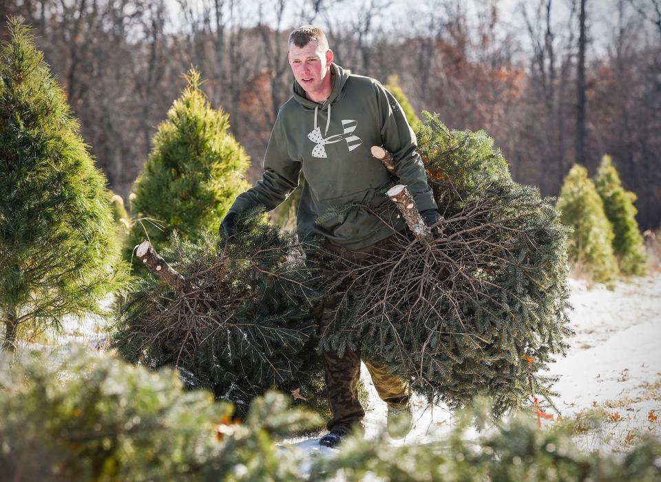 Adam Thomas, Jan's Christmas Trees, carries fresh cut trees to be baled and shipped Tuesday, Nov. 13, 2018, near Clear Lake.