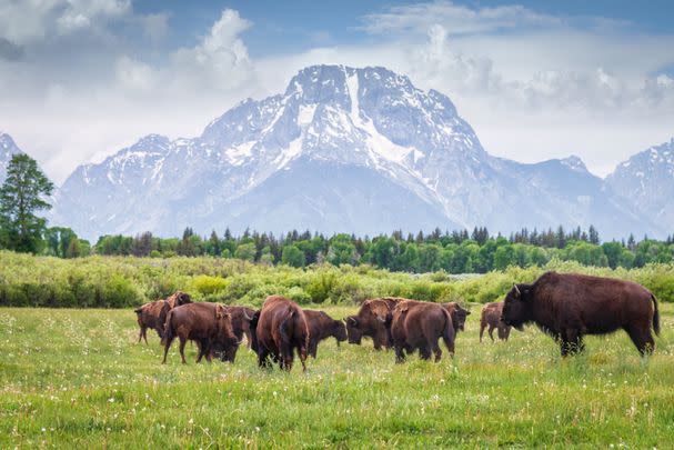 Grand Teton National Park