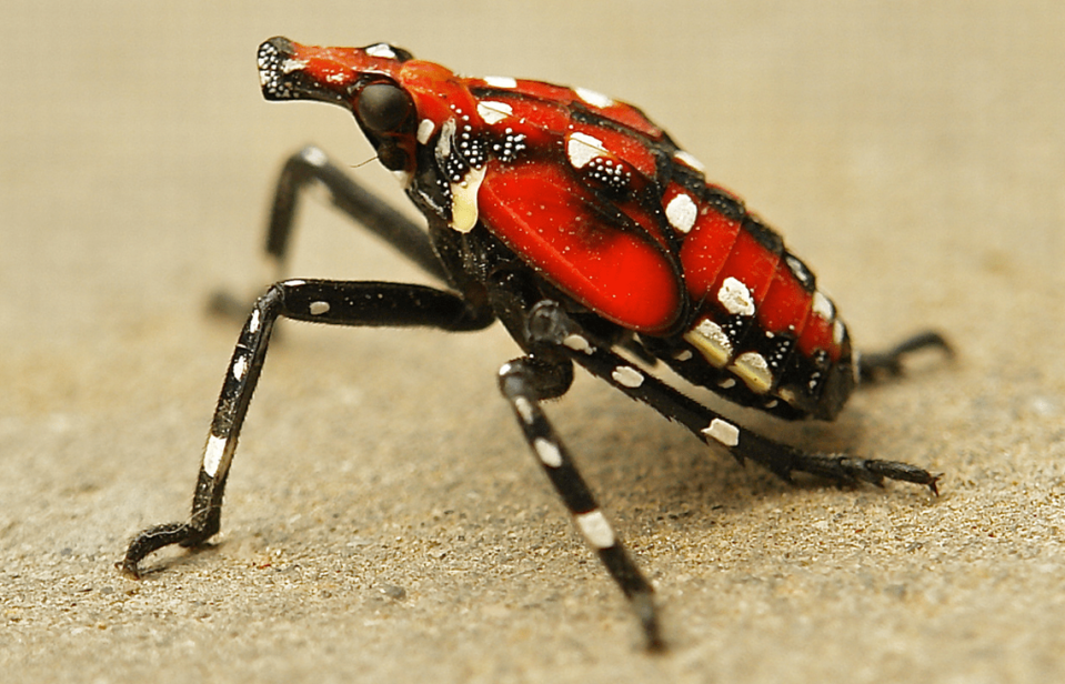 A young spotted lanternfly after turning from black to red.