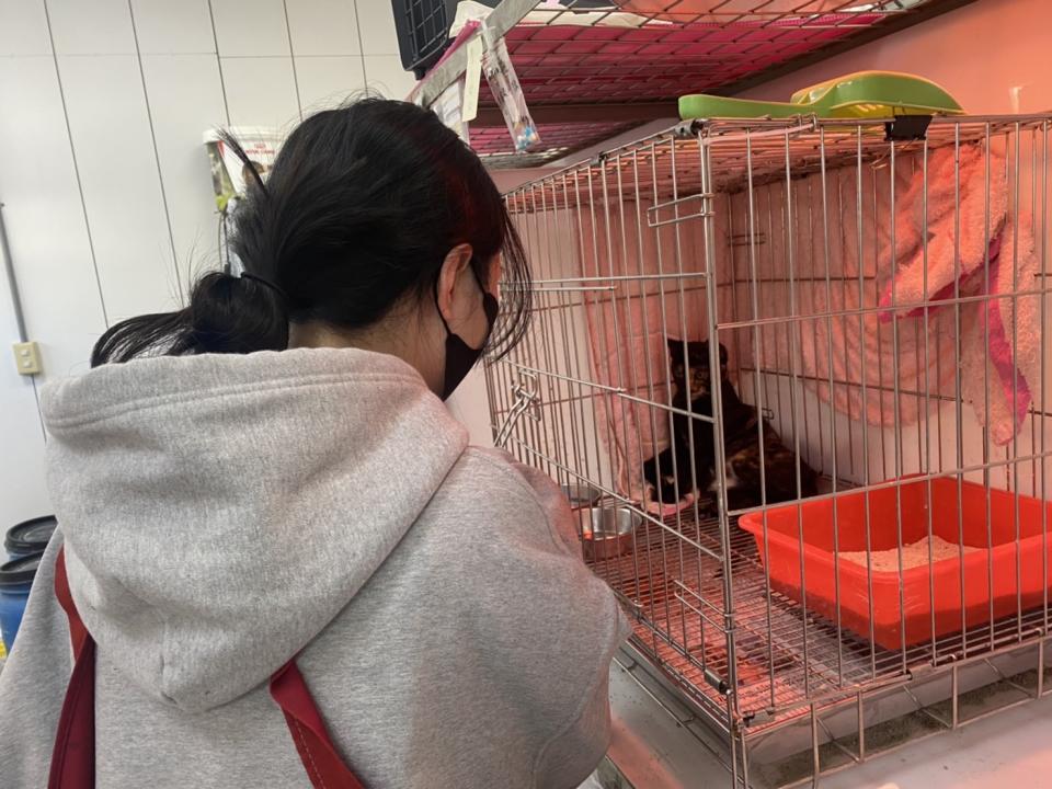 林姓女同學很喜歡照顧貓舍的貓咪。   圖：新北市動保處提供