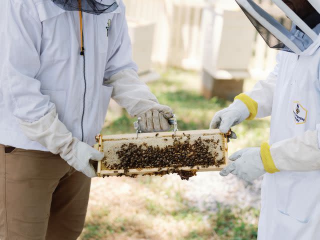 <p>Windy Hill Farm & Preserve</p> Learn about beekeeping on the farm and taste local honey during the resort's daily activity offerings.