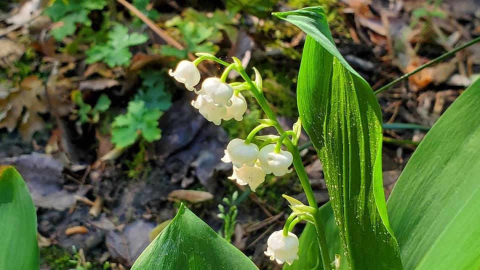 A Lily of the Valley, grown by a Charlotte master gardener.