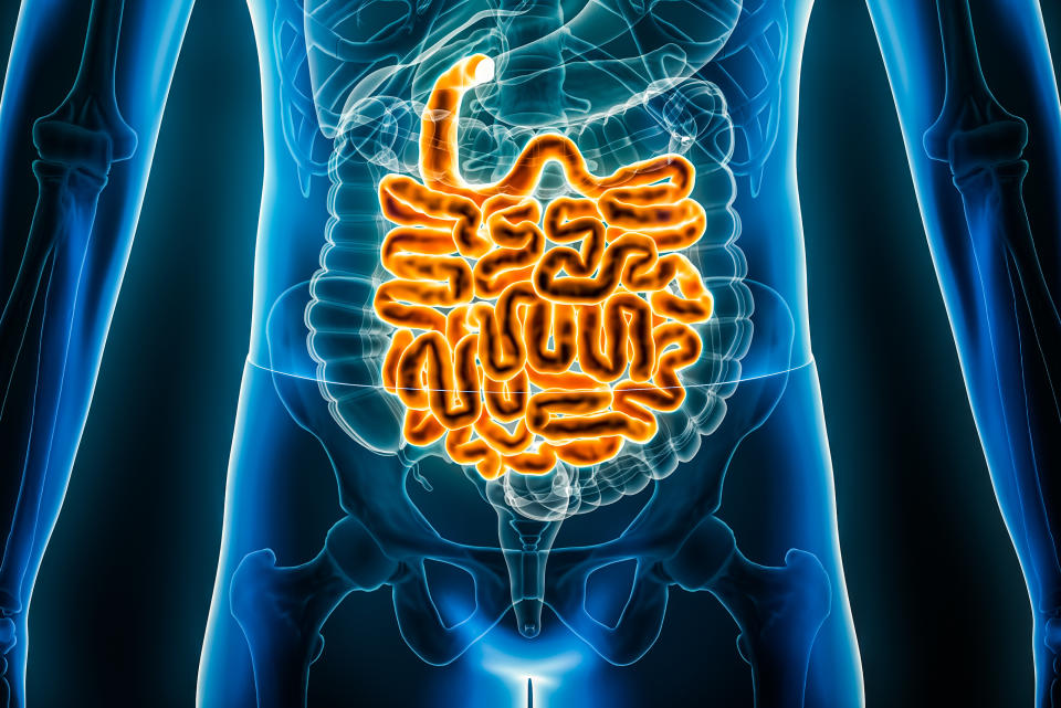 Partly digested food passes from the stomach to the small intestine, where its lining absorbs nutrients, vitamins, minerals and water (Getty Images).