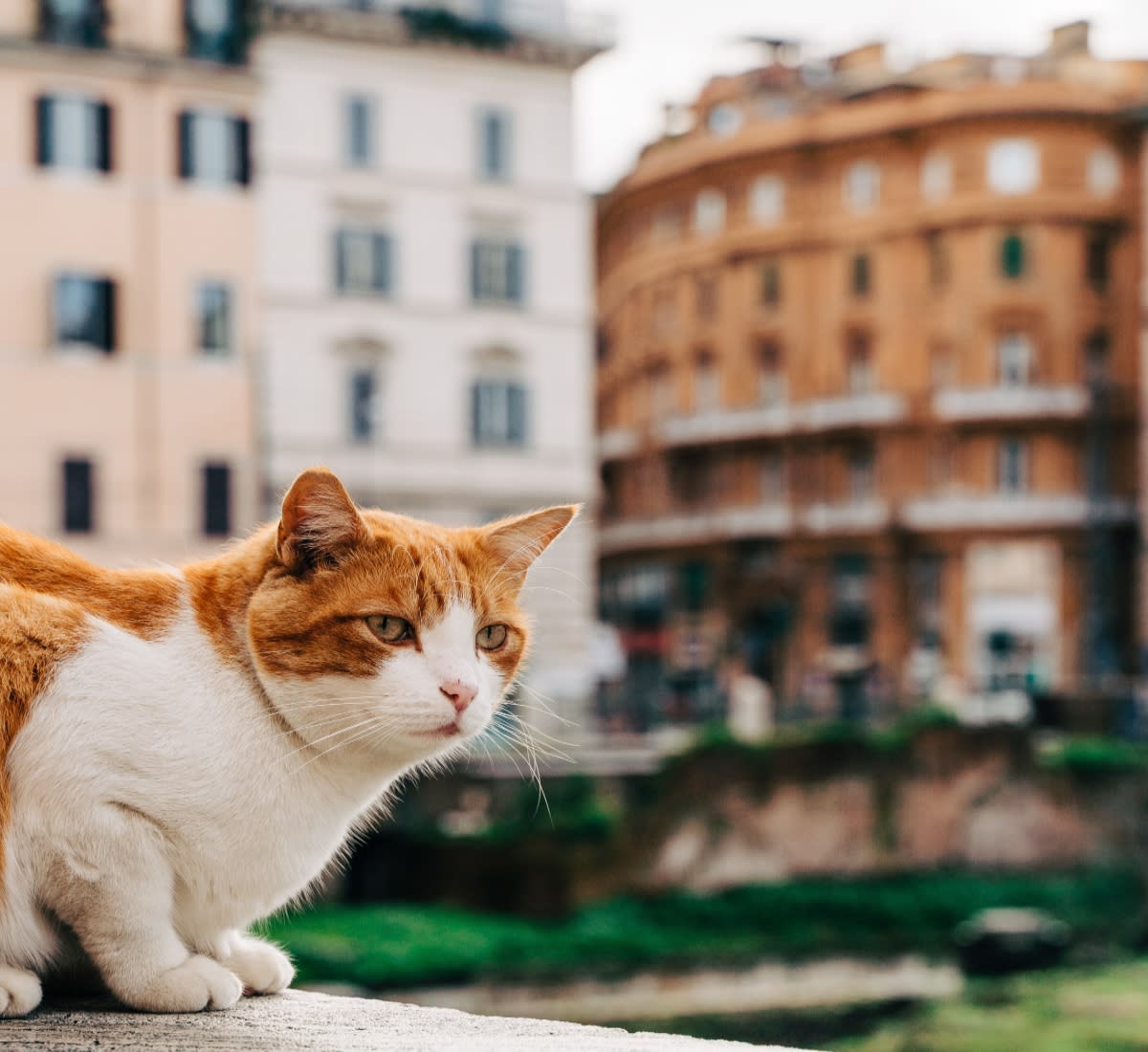 Ginger cat against a backdrop of typical Roman buildings in Rome, Italy