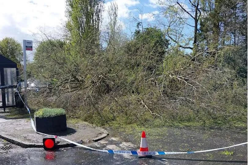 The fallen tree stuck a bus stop on the opposite side of the road