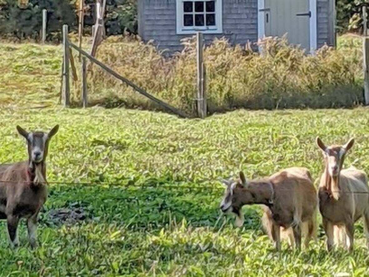 The three goats went missing from their Mill Village enclosure around June 21.  (Sheila Sinnott - image credit)