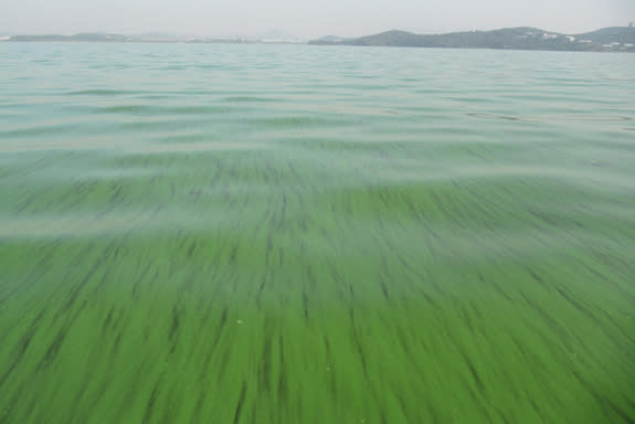 A toxic cyanobacterial bloom in Lake Taihu, China