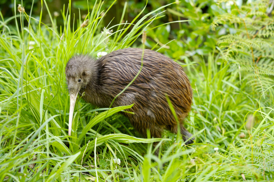 Kiwi en Nueva Zelanda, Wellington