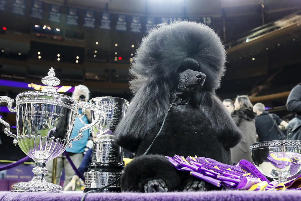 SibSiba, la poodle estándar, posa para fotografías después de ganar el máximo galardón en el concurso de perros Westminster Kennel Club el martes 11 de febrero de 2020 en Nueva York. (AP Foto/John Minchillo)