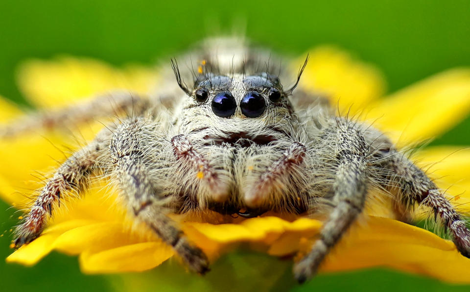 <p>Komang’s macro photography of insects shows intricate detail. (Photo: Komang Wirnata/Caters News) </p>