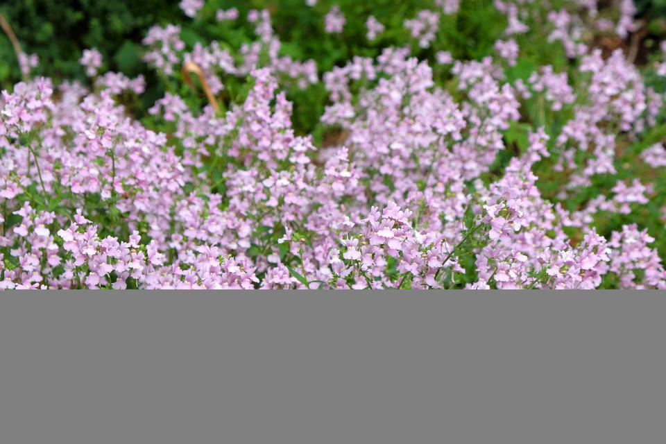 Nemesia plant