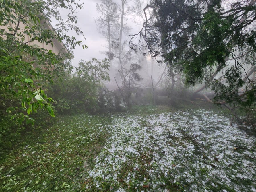 Storm damage (Chatham McKinny)