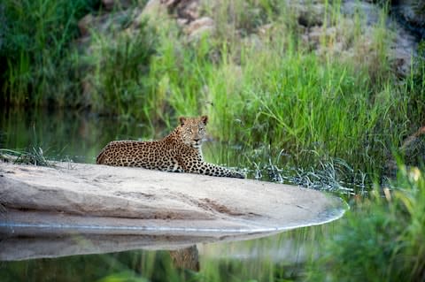 A leopard at Sabi Sands Game Reserve - Credit: ARIADNE VAN ZANDBERGEN