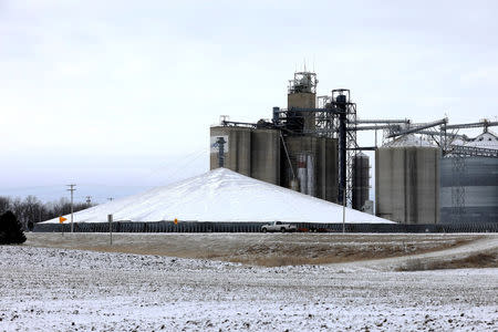 A mountain of grain sits in a storage pile, as midwestern grain farmers and merchants struggle to find storage space after three years of record harvests, near Boone, Iowa, U.S., March 11, 2017. REUTERS/Scott Morgan