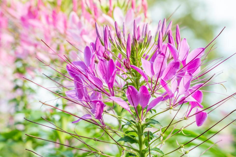 17) Spider Flower (Cleome Hassleriana)