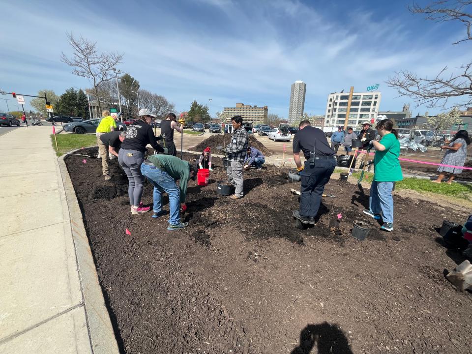Volunteers plant trees for Worcester's first Miyawaki forest Saturday along McGrath Boulevard behind the Worcester Public Library