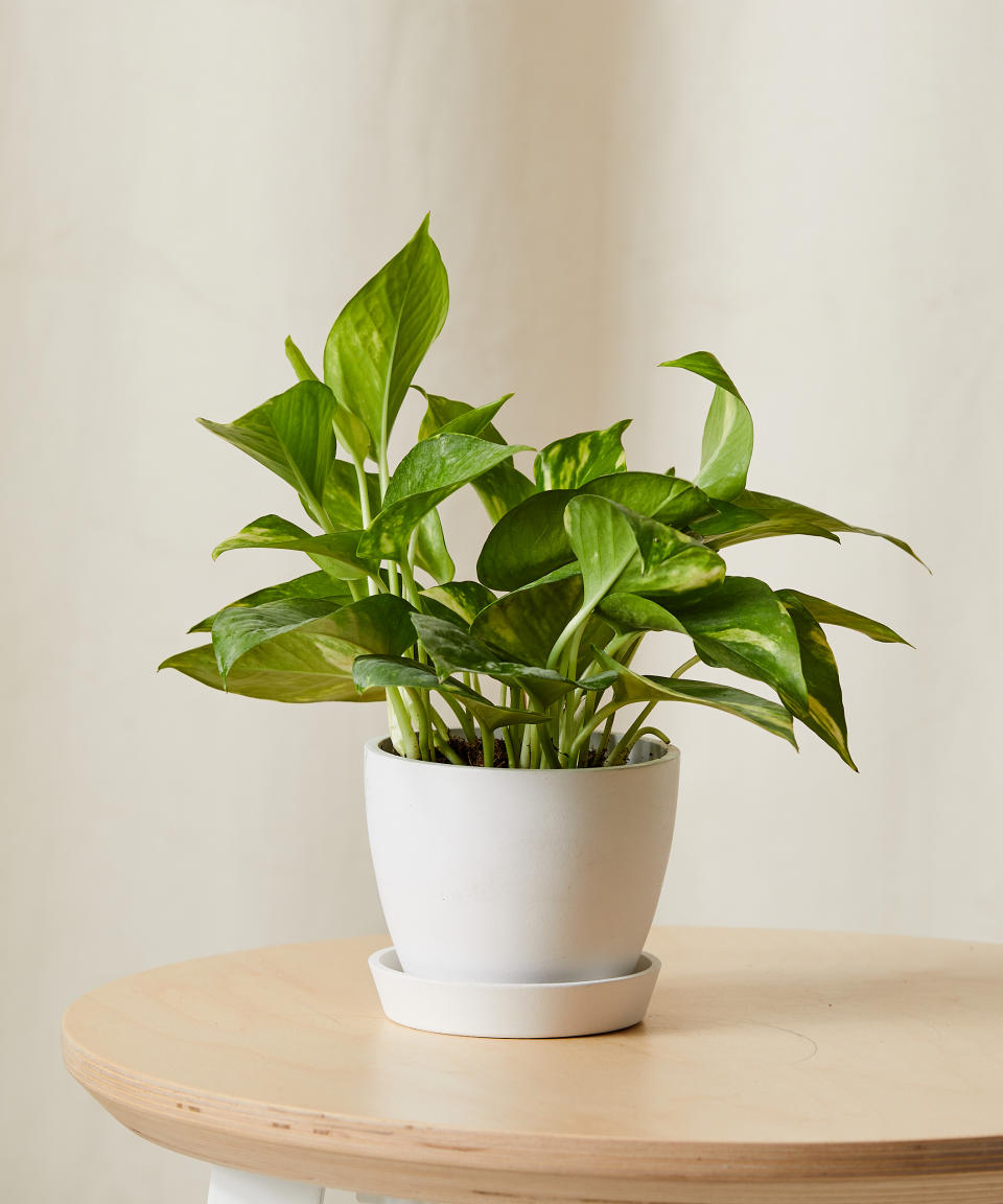 <p><a href="https://bloomscape.com/product/golden-pothos-xs/" rel="nofollow noopener" target="_blank" data-ylk="slk:Shop Now;elm:context_link;itc:0;sec:content-canvas" class="link ">Shop Now</a></p><p>Golden Pothos</p><p>Bloomscape</p><p>$39.00</p>