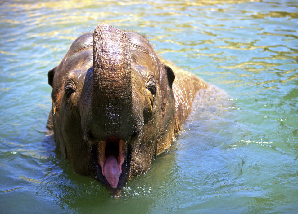 FILE - This undated file photo provided by the Santa Barbara, Calif., Zoo shows Little Mac, its 48-year-old Asian elephant. Little Mac has been euthanized after a sharp decline in her health The zoo says Little Mac was euthanized Wednesday night, Sept. 25, 2019 in her exhibit yard, surrounded by keepers and staff. She came to the zoo from India in 1972 with another female Asian elephant, Sujatha, who was euthanized last year. The zoo says her decline began in June with the onset of new medical issues in addition to other problems common in geriatric elephants. (Santa Barbara Zoo via AP, File)