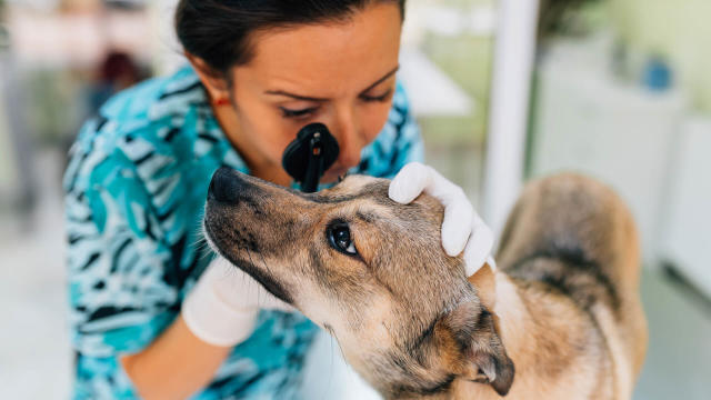 Resources for Veterinarians