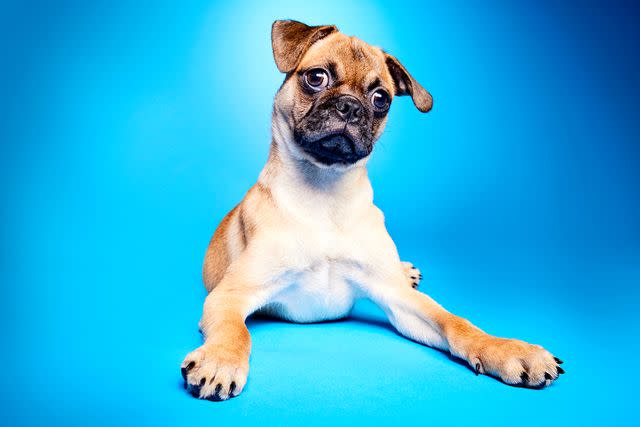 <p>Animal Planet</p> Riddle, a pug mix playing in Puppy Bowl 2024 on Feb. 11.