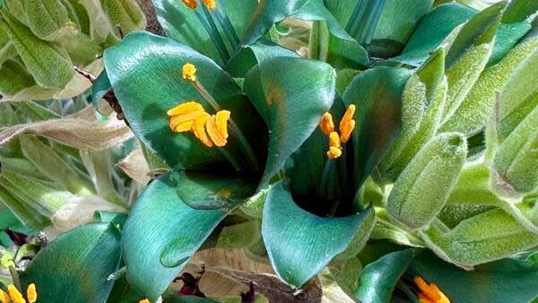 Puya alpestris