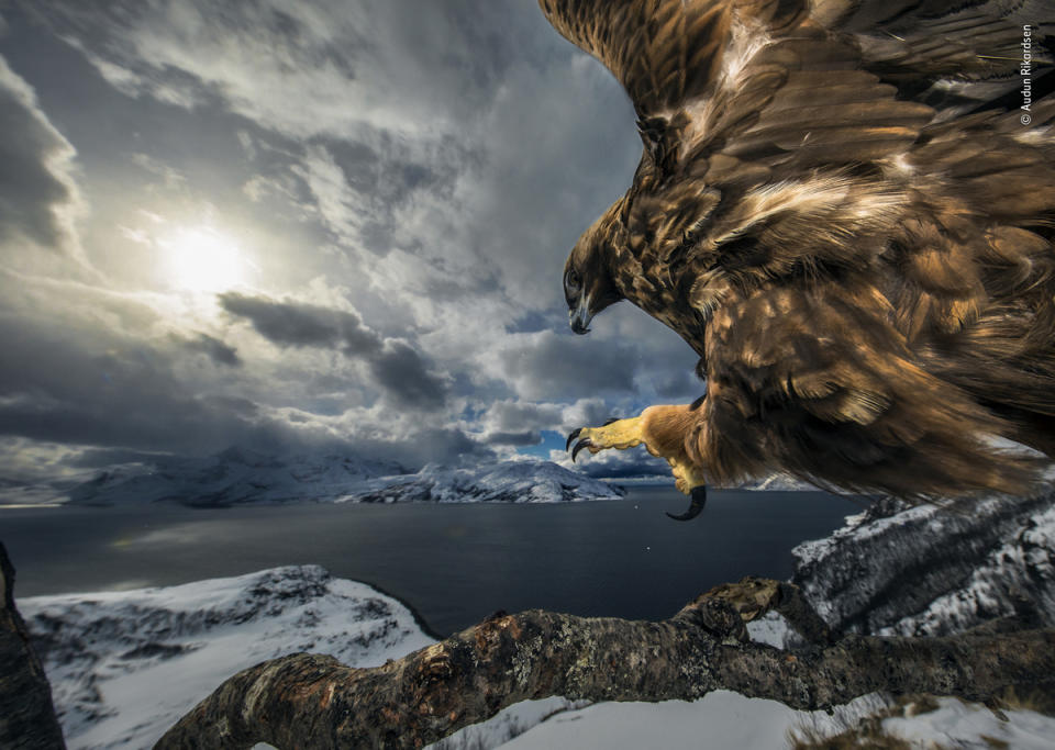 Wildlife Photographer of the Year