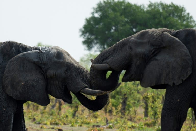 Dos elefantes establecen contact en el parque nacional de Hwange en Zimbabue, el 18 de noviembre de 2012 (MARTIN BUREAU)